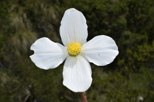 Begonia veitchii