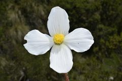 Begonia veitchii