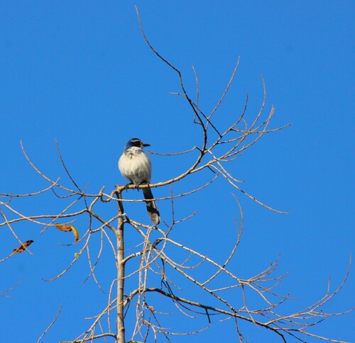 iNaturalist observation photo of California Scrub-Jay
