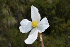 Begonia veitchii, photograph Jhon A. Yuca-Palomino, CC BY, iNaturalist via GBIF