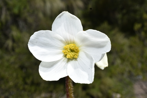 Begonia veitchii, photograph 3