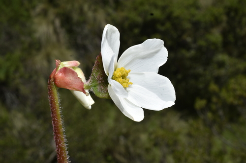 Begonia veitchii, photograph 1