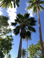 Borassus flabellifer