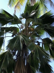 Borassus flabellifer