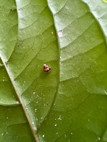 Auriculella observed 2026-02-22