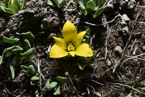 Alstroemeria pygmaea (Alstroemeria pygmaea)