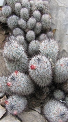 Mammillaria pottsii