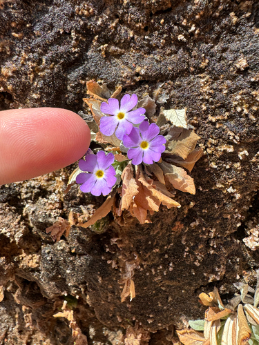 Cavedwelling primrose