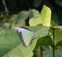 Appias lyncida eleonora