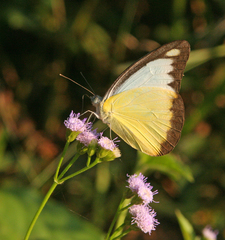 Appias lyncida eleonora