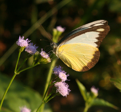 Appias lyncida eleonora