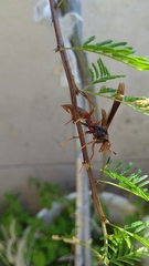 Aphanilopterus