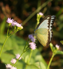 Appias lyncida eleonora