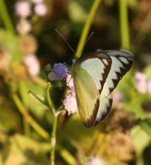 Appias lyncida eleonora