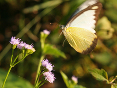Appias lyncida eleonora