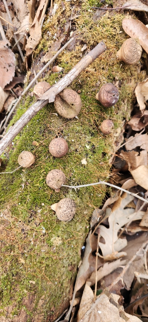 Apioperdon pyriforme · February 2026 · photo: © chalax91 (iNaturalist, cc-by-sa)