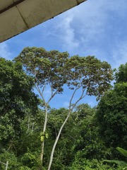 Didymopanax morototoni