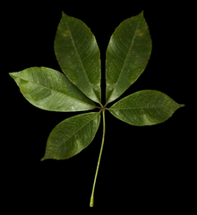 Jhon A. Yuca-Palomino, CC BY, iNaturalist via GBIF Ceiba lupuna, photograph Jhon A. Yuca-Palomino, CC BY, iNaturalist via GBIF