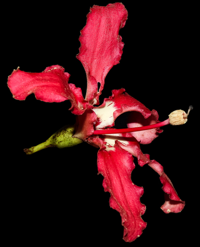 Ceiba lupuna