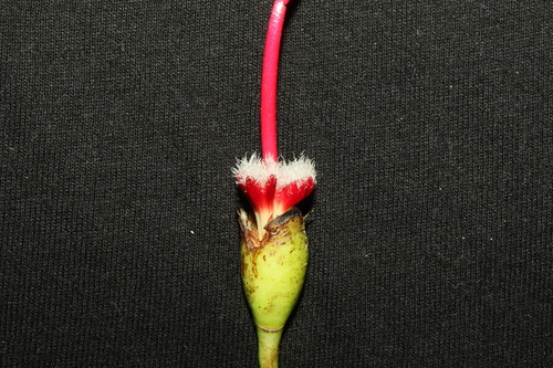 Ceiba lupuna, photograph 4