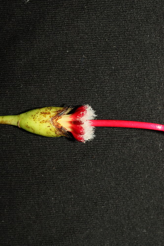 Ceiba lupuna, photograph 3