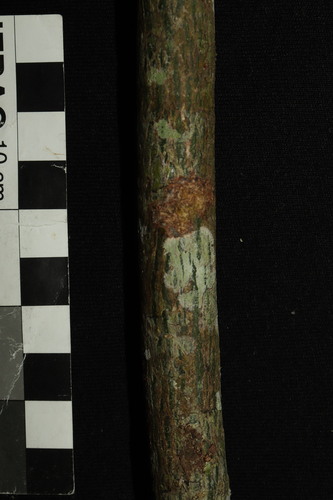 Ceiba lupuna, photograph 6