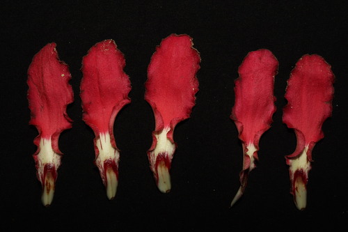 Ceiba lupuna, photograph 5