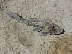 Hypostomus commersoni