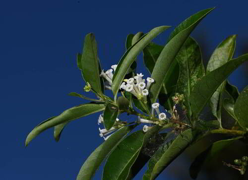 Day Jessamine (Cestrum diurnum)