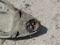 Hypostomus commersoni