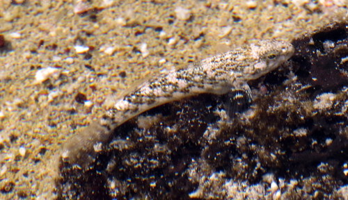 Bathygobius coalitus