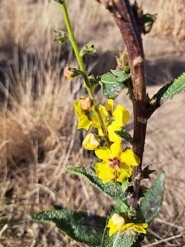 Wand Mullein