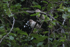 Passer rufocinctus