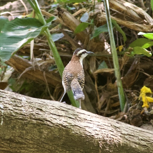Rufous-backed Wren (Campylorhynchus capistratus), photo 8