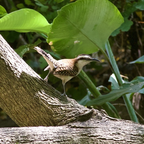 Rufous-backed Wren (Campylorhynchus capistratus), photo 9