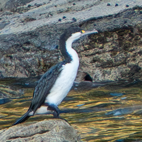 Phalacrocorax varius observed 2026-02-22
