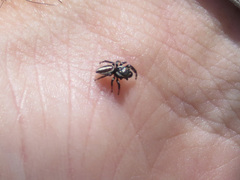 Dendryphantes mordax