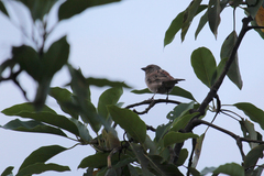 Passer rufocinctus