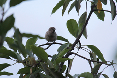 Passer rufocinctus