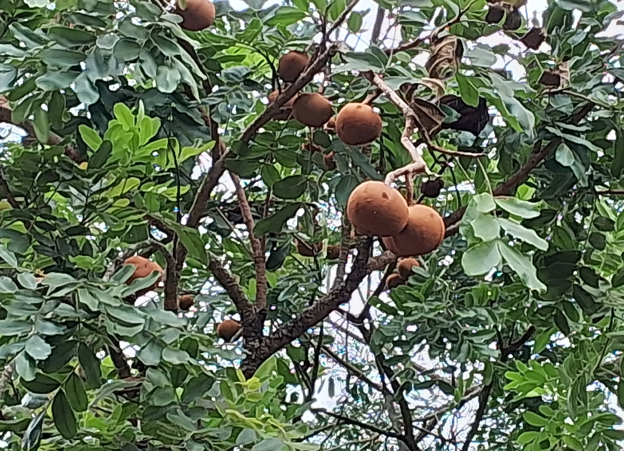 Magonia pubescens