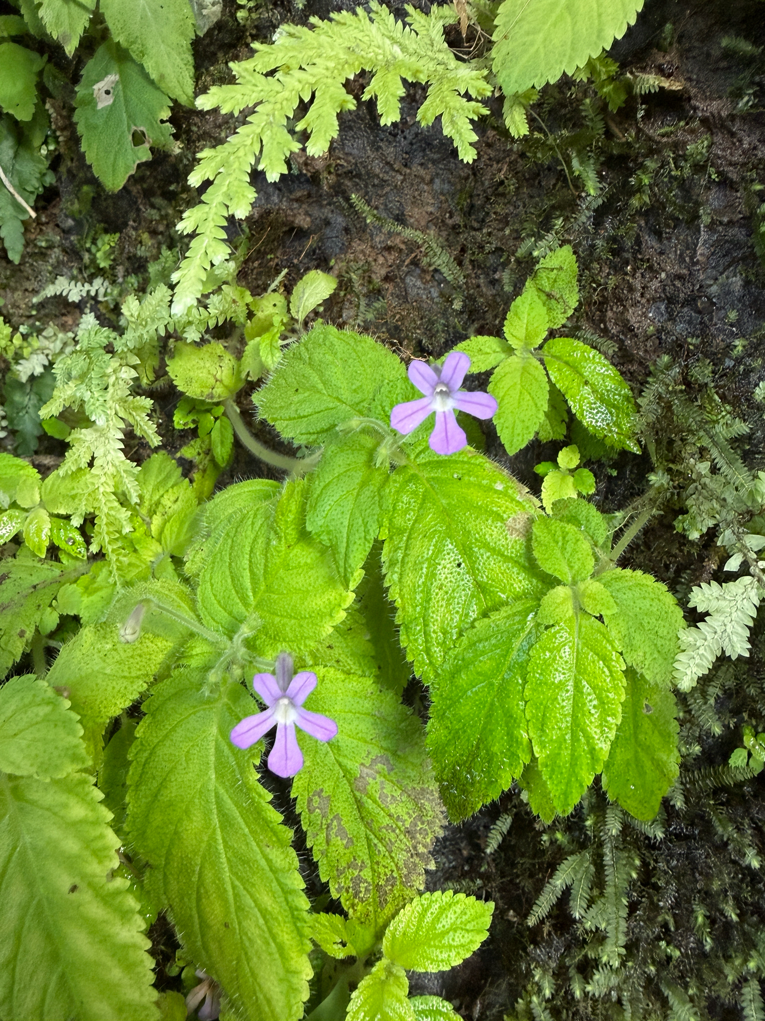 Diastema tenerrimum