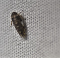 Xestocephalus tessellatus
