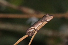 Chamaeleonidae
