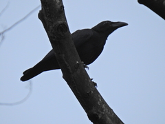 Corvus enca