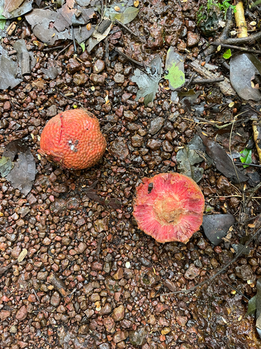 African peach