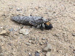 Cymatomera denticollis