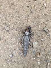 Cymatomera denticollis