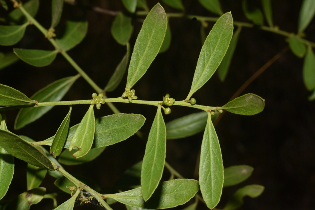 Maytenus cuzcoina