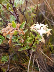 Pimelea gnidia