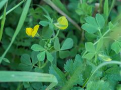 Lotus edulis, photograph (c) Daniel Cahen, some rights reserved (CC BY)